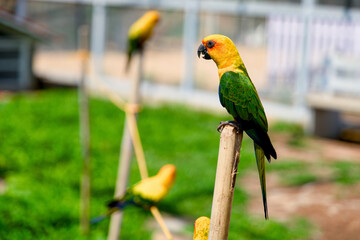 Beautiful yellow parrot sitting on a branch in the garden