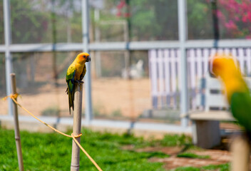 Yellow and green parrot sitting on a rope in a cage © gamerxtc