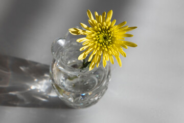 flower in glass