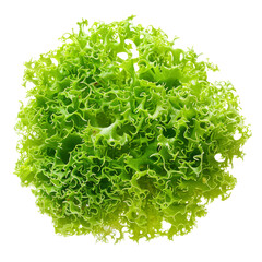 Fototapeta na wymiar Frisee cutout png transparent background 