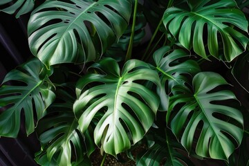 Fototapeta na wymiar Lush green monstera leaves background, exotic tropical plant