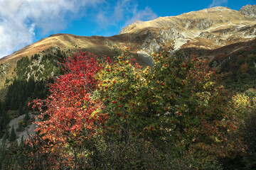 Couleurs d' automne avec les myrtilliers ,dans la chaîne de Belledonne , vue sur le Crêt du Chien...
