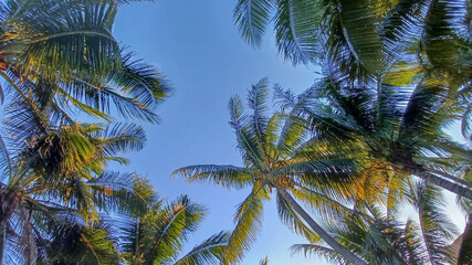 Obraz na płótnie Canvas Palm tree view on a sunny day