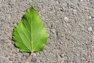 Close-up top view of one small green birch (or populus) tree leaf lying on grey road surface. Soft...