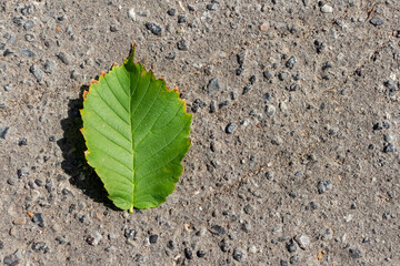 Close-up top view of one small green birch (or populus) tree leaf lying on grey road surface. Soft focus. Copy space for your text. Green construction and development theme.