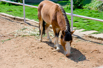 Horse on the farm Animal in the zoo Closeup