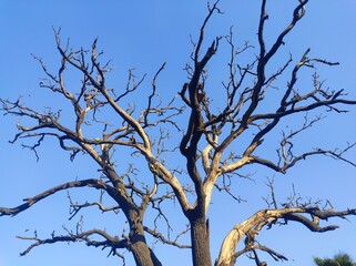 Dry branches against blue sky