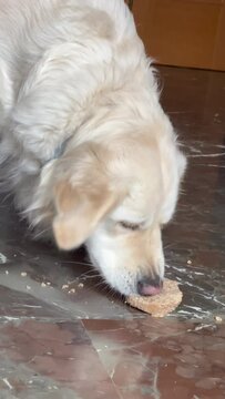 Golden retriever dog eating a reward