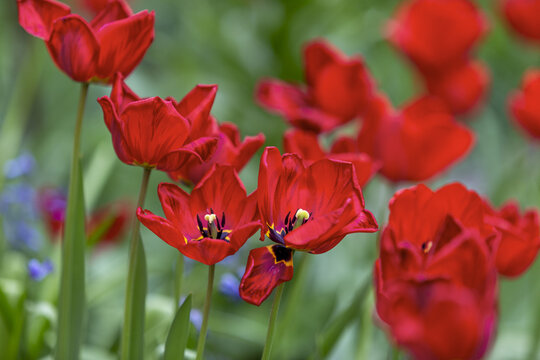 Rote Tulpen nach der B&uuml;te