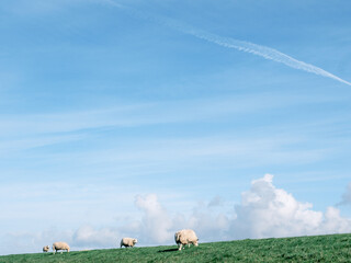 Sheep on the Zuidermeerdijk - Schapen op de Zuidermeerdijk - Noordoostpolder, Flevoland province, The Netherlands