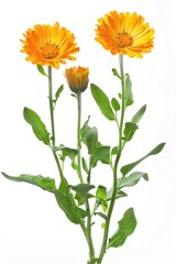Bright orange flowers in a vase on a wooden table. Perfect for home decor concepts