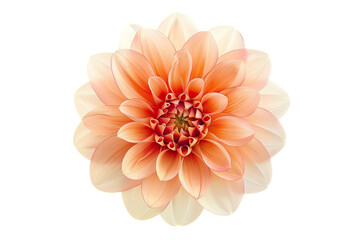 Peach Dahlia Flower Isolated on White Transparent Background, PNG

