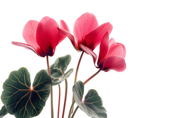 Striking Cyclamen Flowers in Pink Isolated on White Transparent Background, PNG
