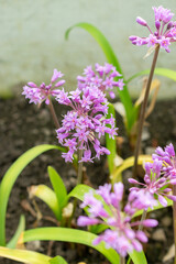 Fototapeta premium Pink agapanthus or Tulbaghia Simmleri flowers in Saint Gallen in Switzerland