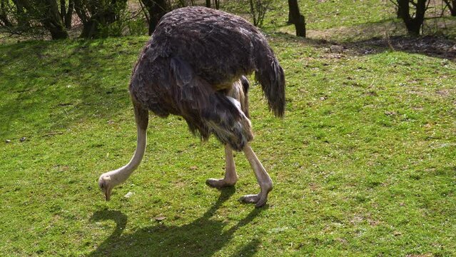 Close up of ostrich grazing on a meadow.