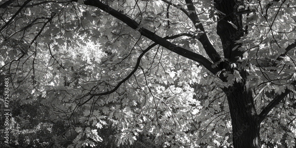 Poster A serene black and white photo of a bench under a tree. Suitable for various projects