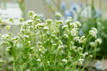 Draba Nivalis flowers in Saint Gallen in Switzerland
