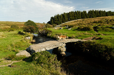 Teign e ver, Teign-e-ver, ancient stone clapper bridge on upper reach of North Teign River....