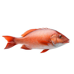 Fototapeta premium fish isolated photography transparent background