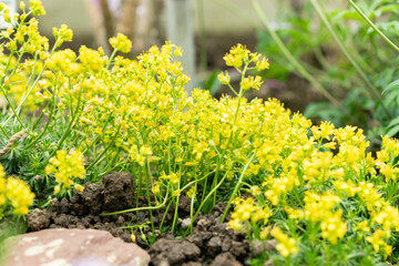 Draba Lasiocarpa flowers in Saint Gallen in Switzerland