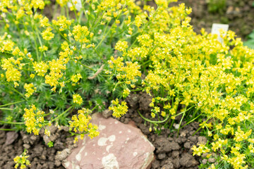 Draba Lasiocarpa flowers in Saint Gallen in Switzerland