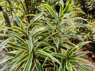 Fototapeta premium Tropical plant with yellow and green leaf