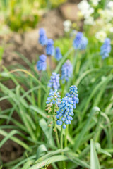 Grape hyacinth or Muscari Botryoides flowers in Saint Gallen in Switzerland