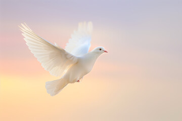 White dove on gradient sky background representing the World Peace Day celebration