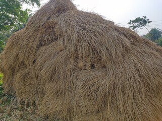 Heap of straw or hay in the field