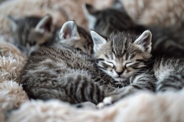 Naklejka na ściany i meble Adorable kittens cuddled up on a cozy blanket. Perfect for pet lovers