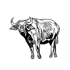 sketch of a buffalo with a transparent background