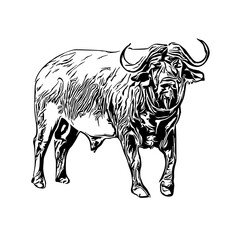 sketch of a buffalo with a transparent background
