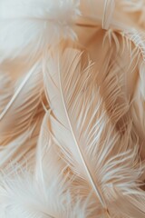 Fototapeta premium A close-up of a bunch of white feathers, suitable for various design projects