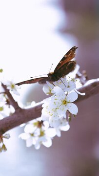 butterfly pollinates flowers