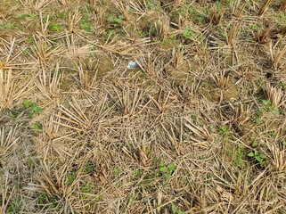 Dry field after the harvest