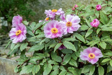 Balearic peony or Paeonia Cambessedesii plant in Saint Gallen in Switzerland © Robert