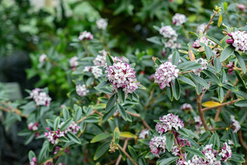 Daphne Tangutica plant in Saint Gallen in Switzerland