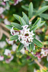 Daphne Tangutica plant in Saint Gallen in Switzerland