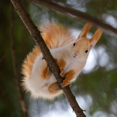 a cute smiling blondie red squirrel is sitting on a tree branch in the winter forest on a bright blurred background with bokeh 