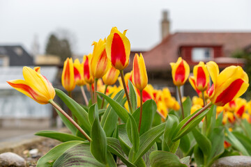 Fototapeta premium Tulipa Kaufmanniana in Saint Gallen in Switzerland