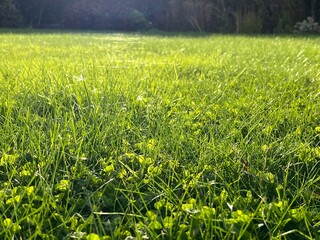 green grass in the field © Mentall Wellness