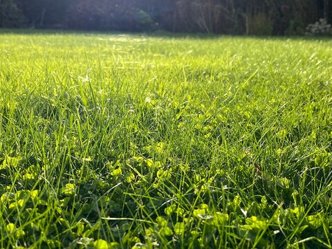 green grass in the field
