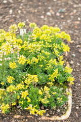 Draba Lasiocarpa plant in Saint Gallen in Switzerland