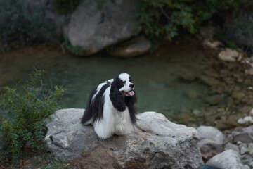Black and white Spaniel dog by a serene creek. Perched on a rock, the dog embodies tranquility in nature - 775275223