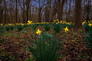 Narcissus yellow flower in green grass in spring cloudy morning