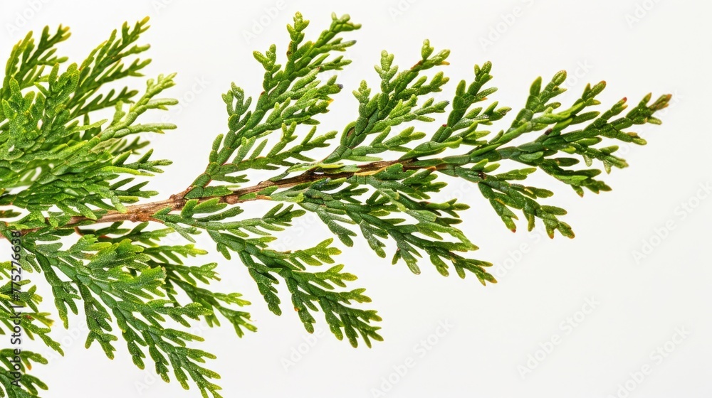 Aufkleber detailed close up of a tree branch. suitable for nature backgrounds