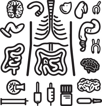 Human digestive system anatomy line icon on white background