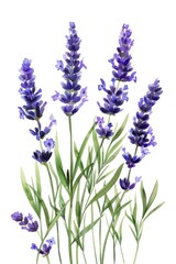 Naklejka premium Beautiful lavender flowers on a clean white background, perfect for various design projects
