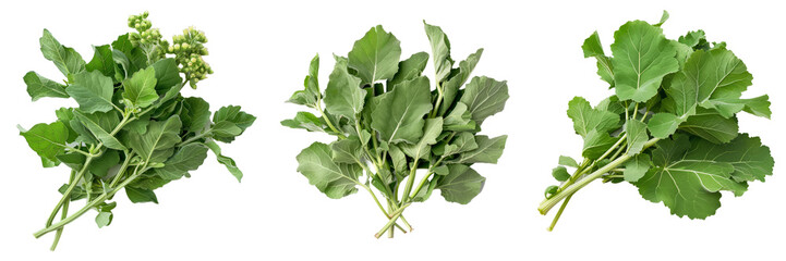 Fototapeta premium Lambsquarters cutout png transparent background