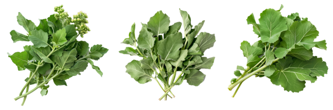 Lambsquarters cutout png transparent background - Powered by Adobe